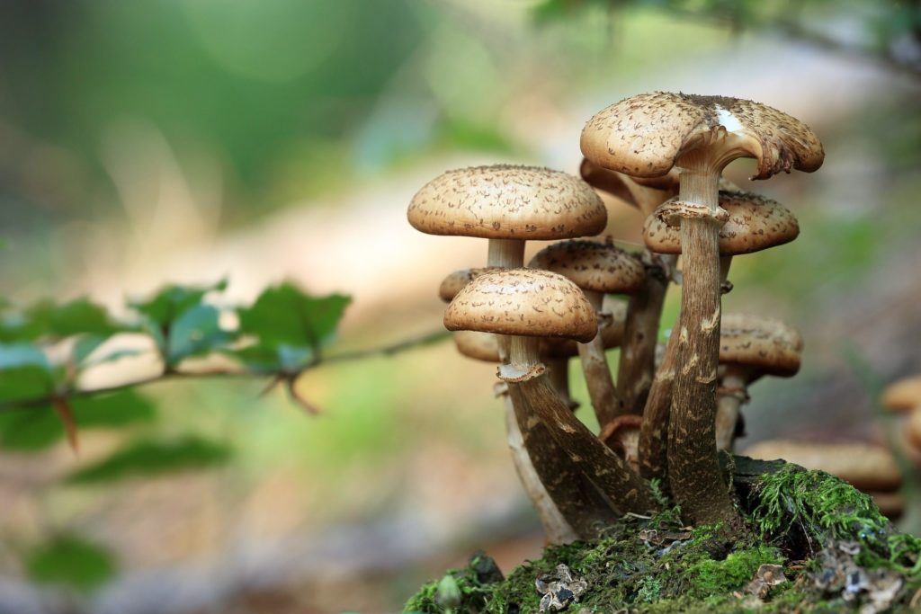 28-secrets-de-champignons-mushrooms-g1e38583f0_1920-tomaszproszek-1