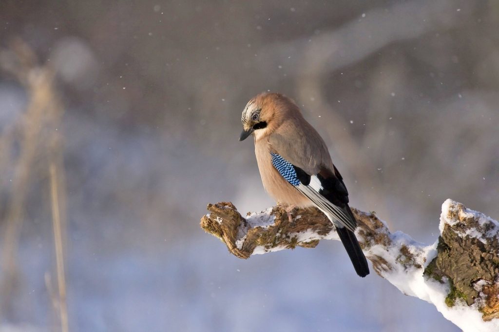 30-oiseaux-des-jardins-dhiver-thomaszproszek-1